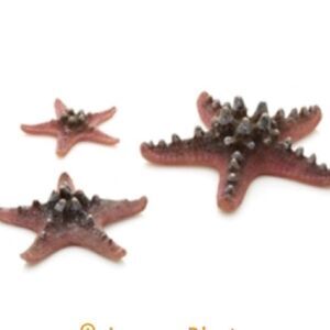 BiOrb Pink Sea Star Set!